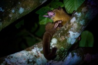 Kynkazu - Potos flavus - Kinkajou o4339